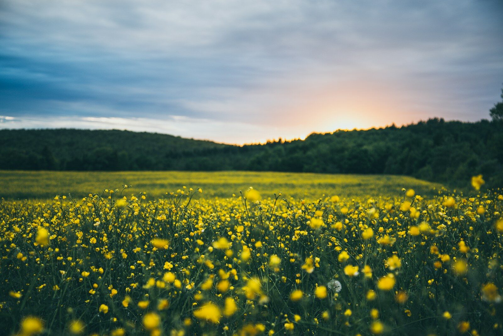 fleur